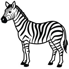 Fototapeta premium zebra isolated on white background