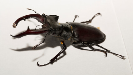 Lucanus cervus is the best-known species of stag beetle (family Lucanidae) in Western Europe....