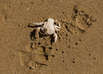 Liocarcinus depurator (Portunus plicatus), sometimes called the harbour crab, or sandy swimming...