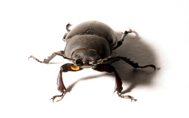 Lucanus cervus is the best-known species of stag beetle (family Lucanidae) in Western Europe....