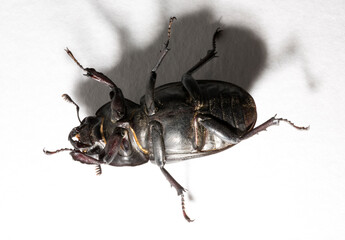 Lucanus cervus is the best-known species of stag beetle (family Lucanidae) in Western Europe....