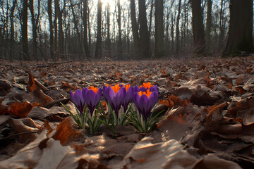 Obraz premium Forest Crocus Bloom Photo