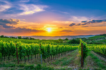 Fototapeta premium Beautiful sunset over a lush vineyard. Generative AI