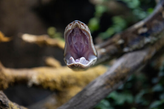 Reticulated python (Malayopython reticulatus) snake sometimes known as Royal Python