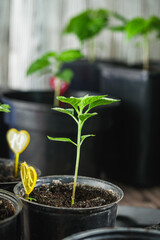 Planting Hope Hands Nurturing Seedlings