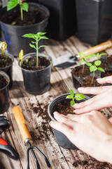 Planting Hope Hands Nurturing Seedlings