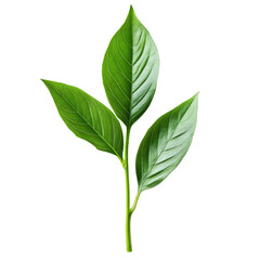 Fototapeta premium Fresh green leaves on a stalk isolated against a clean transparent background for naturalthemed designs, stalk green leaf isolated on transparent backgroundfile
