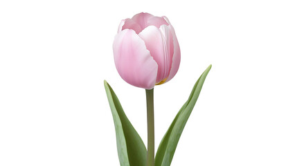 Fototapeta premium A single pink flower with a green stem