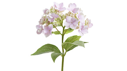 Fototapeta premium A single flower with a stem and leaves