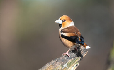coccothraustes coccothraustes, hawfinch, appelvink