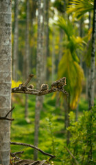  birds sitting on tree in lines