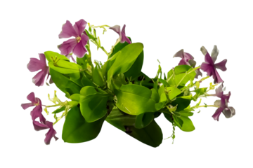 Pink flowers, green leaves, dark background, studio shot, botanical design