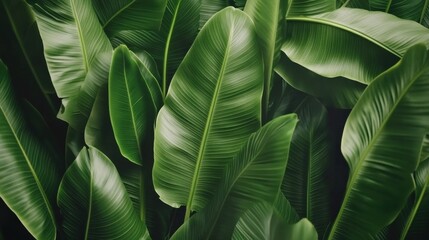 Fototapeta premium Lush Green Tropical Leaves Overhead View In Natural Light