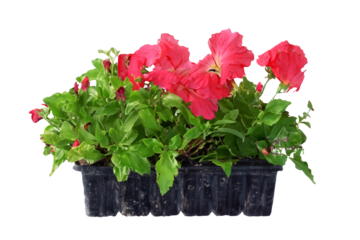 Red petunias in nursery tray, garden center, spring planting