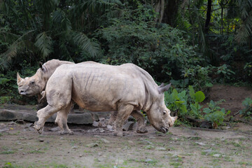 Fototapeta premium Black rhinoceros rhinos walking grazing eating on ground with tree background