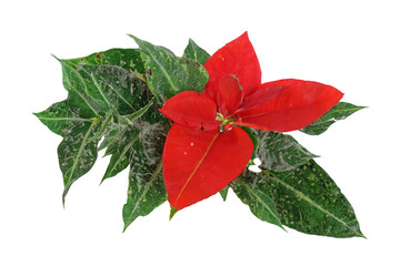 Red flower, green leaves, studio shot, design element