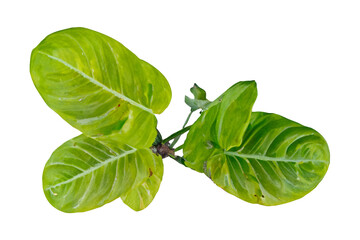 Fototapeta premium Tropical plant leaves, vibrant green, studio shot, black background, botanical illustration