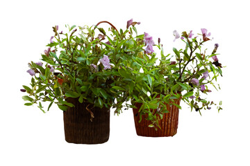 Blooming potted plants, garden setting, isolated background, home decor
