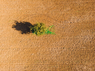 Vue aérienne d'un arbre seul dans un champ. Arbre ressemblant à un poisson. Sillons dans un champ. Agriculture biologique. Terre labourée. Labours. Travail agricole. 