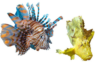 Scorpaenidae Fish Collection – Isolated PNG with Transparent Background