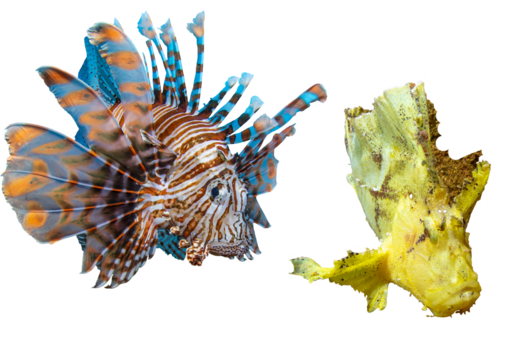 Scorpaenidae Fish Collection – Isolated PNG with Transparent Background