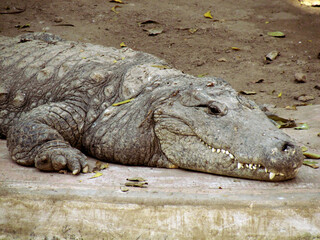 Crocodile