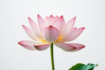 there is a pink flower that is in a vase