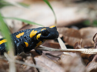 Zdjęcie salamandry plamistej, zdjęcie portretowe głowy płaza, zbliżenie na pyszczek. Żółte plamy na czarnym ciele. Salamandra siedzi pośród uschniętych liści.