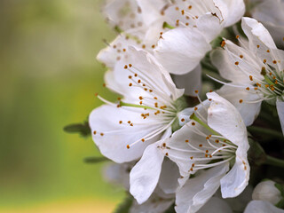 Zdjęcie w zbliżeniu na kwiaty wiśni. Białe płatki kwitnącego drzewa owocowego, detal płatków i pręcików na rozmytym zielonym tle © Nostromo Trykowski