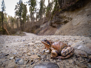 toad in the mountains