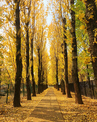 Beautiful autumn landscape with yellow trees and a walking trail in park