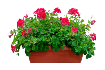 Red geraniums bloom in terracotta pot, outdoor setting