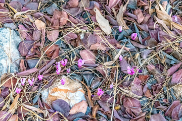 Vibrant pink cyclamen flowers bloom amidst fallen brown leaves near Alanya Castle, Turkey. The contrast of fresh flowers and dried leaves adds depth and texture to the forest floor scene