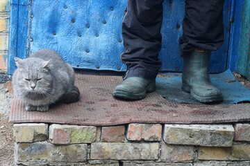 one beautiful gray domestic fluffy smart friendly cat sits and looks on the old threshold with...