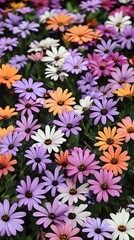 Fototapeta premium Vibrant Osteospermum Daisy Flowers Close Up