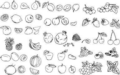 hand drawn linear line art fruits icons set