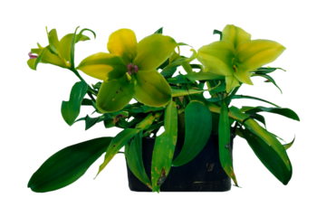 Lime green orchids potted, studio shot, black background, plant sale