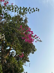 bougainvillea flower bail in the sky . pink flowers. 