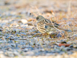 地面を歩くアオジ