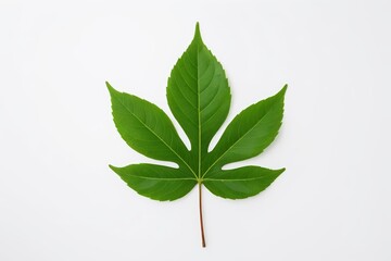 arafed leaf on a white surface with a single leaf