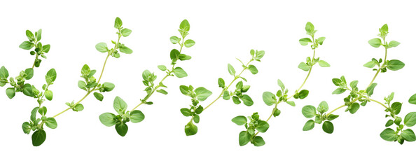 Fototapeta premium Fresh green herbs arranged in line, showcasing vibrant leaves and stems, perfect for culinary or healing purposes. Ideal for enhancing dishes or natural remedies
