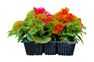 Vibrant Begonias in Pots, Garden Center, Spring