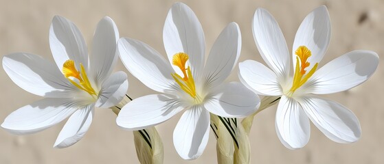 Fototapeta premium Three White Crocus Flowers Close Up Shot