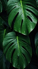 Monstera leaf wallpaper backgrounds plant green.