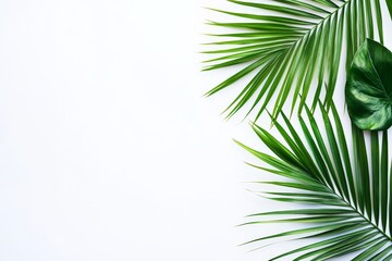 Tropical Palm Leaves on White Background - Lush green palm fronds and leaves arranged on a clean white backdrop. Symbolizing: freshness, nature, tranquility, summer, growth