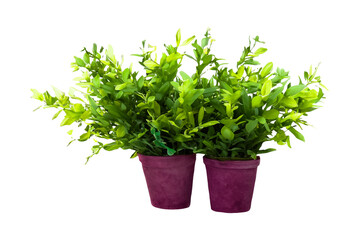 Naklejka premium Two potted plants, green leaves, studio shot, isolated background, home decor