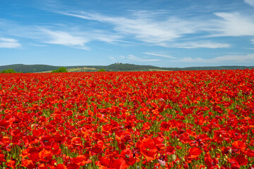 field of poppies