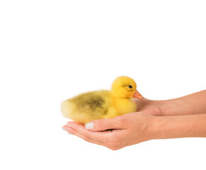 
Yellow duck in human hand isolated on white background. Concept of care and concern. Agriculture, Ecofarm