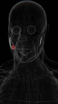 Salivary Gland Cancer Cell in Vertical HQ Video | Salivary Gland Cancer Cell Indication X-Ray Video