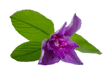Naklejka premium Purple flower, green leaves, black background, botanical study, website design